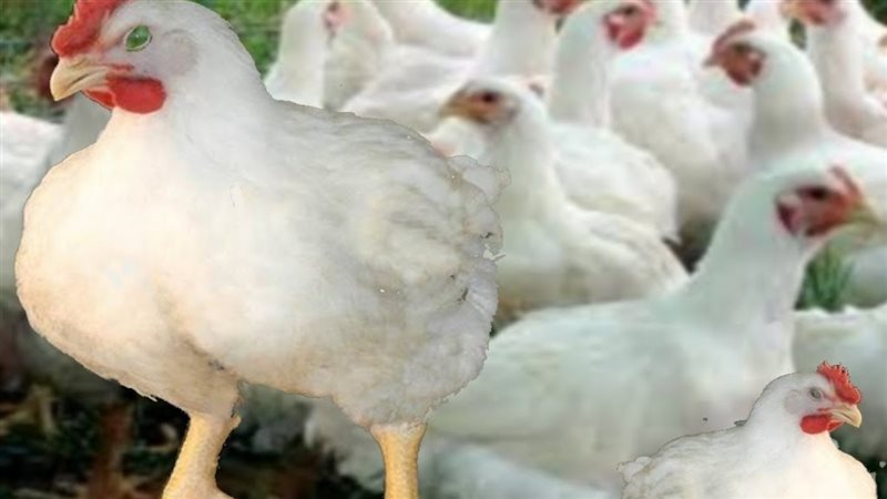 الحق والضلال