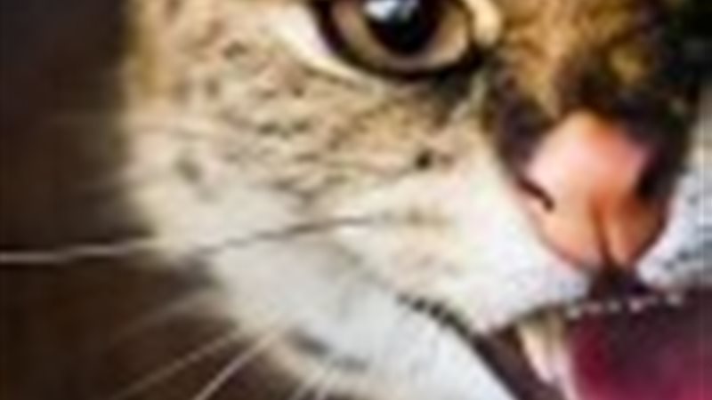 الحق والضلال