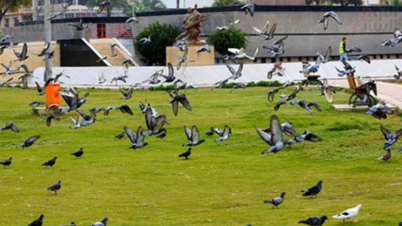 بالصور الحمام يحول ميدان الشهداء ببورسعيد لمزار سياحى كأنك فى أوروبا
