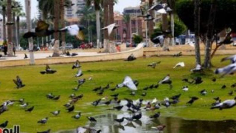 بالصور الحمام يحول ميدان الشهداء ببورسعيد لمزار سياحى كأنك فى أوروبا