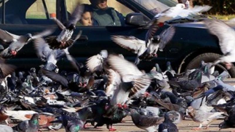 بالصور الحمام يحول ميدان الشهداء ببورسعيد لمزار سياحى كأنك فى أوروبا