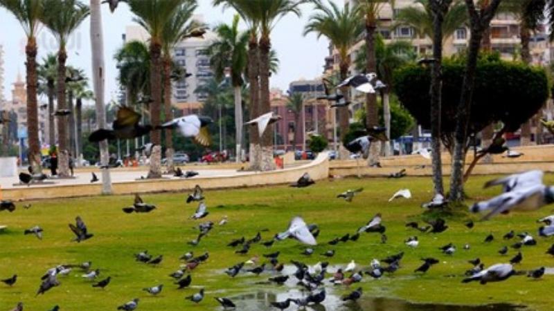بالصور الحمام يحول ميدان الشهداء ببورسعيد لمزار سياحى كأنك فى أوروبا