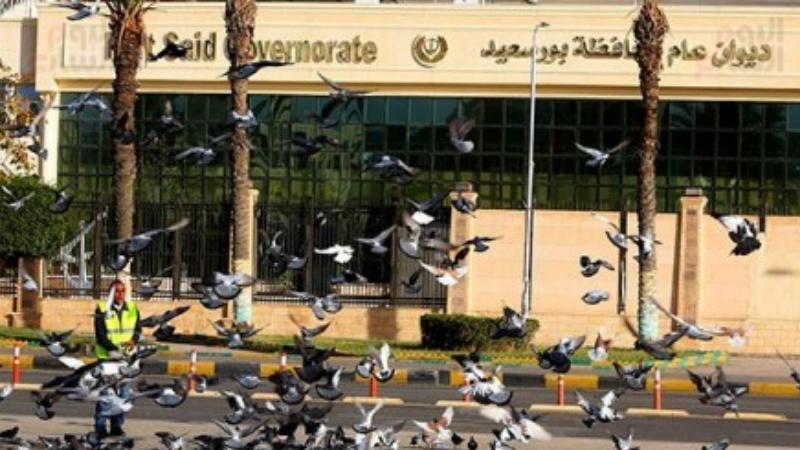 بالصور الحمام يحول ميدان الشهداء ببورسعيد لمزار سياحى كأنك فى أوروبا