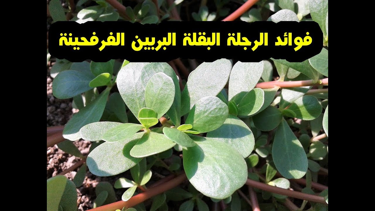 فوائد الرجلة